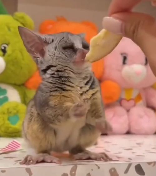 Попрыгунчик галаго