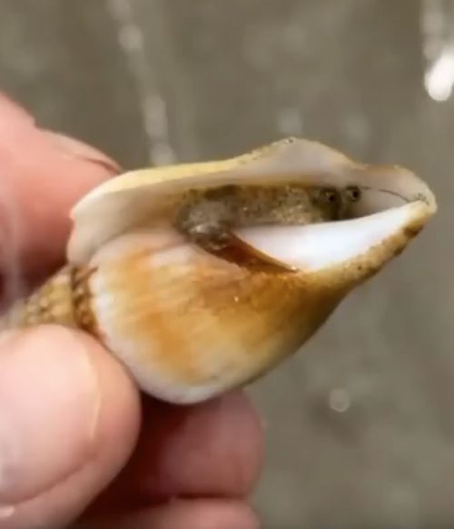 Опасные прыгающие улитки стромбусы в водах Австралии