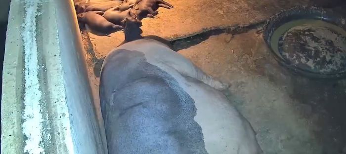 Отважная свинья спасает своего поросенка