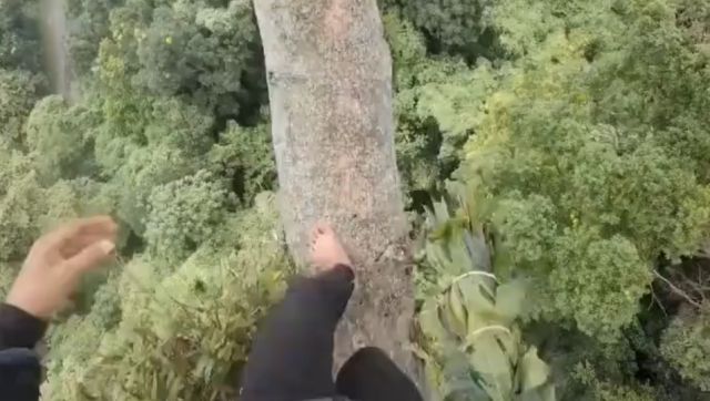 Добыча меда диких пчел Apis Dorsata в джунглях Индонезии