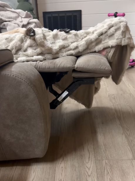 Обычный кот из Австралии