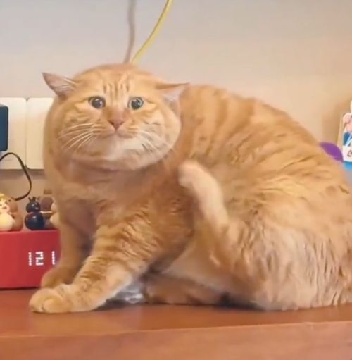 Коты с широкой костью