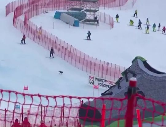 Как обычный пес стал героем Олимпийских игр