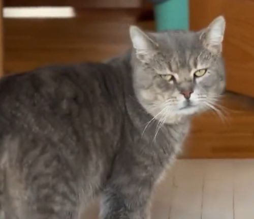 Наглый кот, который живёт на два дома