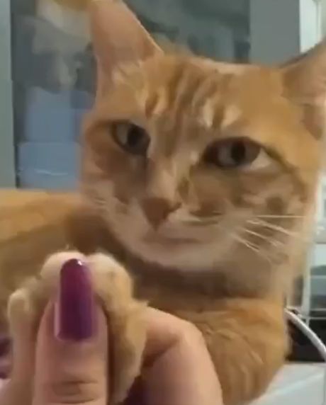 Беззастенчивое соблазнение)