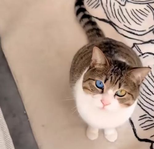 Трехцветные глаза кошки