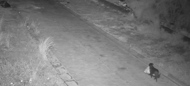 Итальянский пес тайно выбрасывал мусор вместо хозяина для обхода крупных штрафов