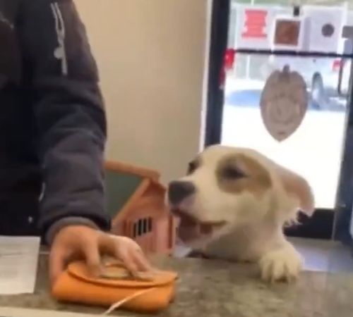 Всем спасибо, меня забирают в семью!