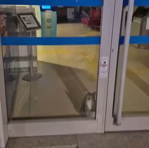 В банке сработала сигнализация, когда полиция прибыла на место, то обнаружили запертого кота внутри банка⁠⁠