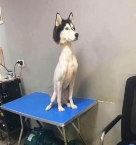 Как разные животные выглядят без шерсти