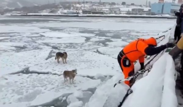 Камчатские спасатели сняли двух собак с дрейфующей льдины в бухте Раковой