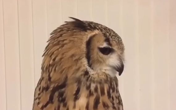 Вы видали, как чихает сова?