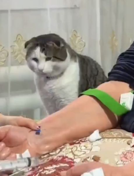 Переживает котик