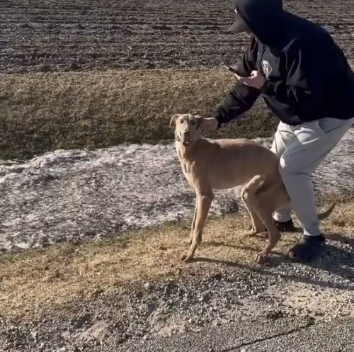 Обычные собаки против самой быстрой собаки в мире