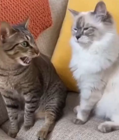 Аргумент в споре