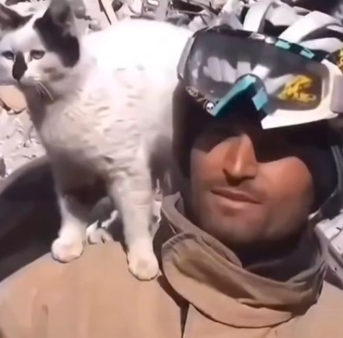 История спасения турецкого кота Энказа и его невероятная дружба с пожарным