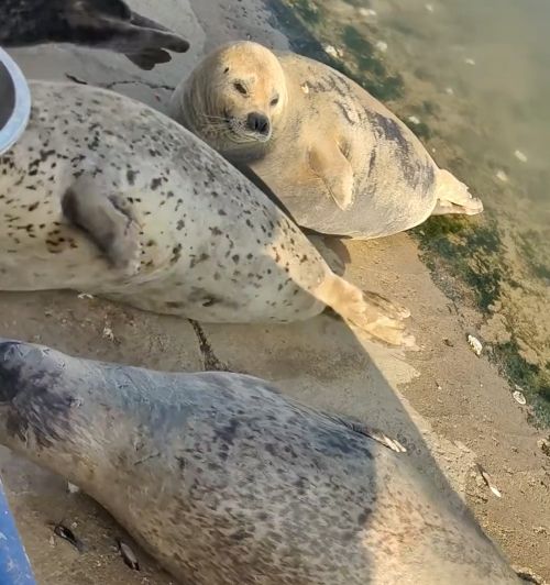 Ярость +10, атака +10, урон 0...⁠⁠