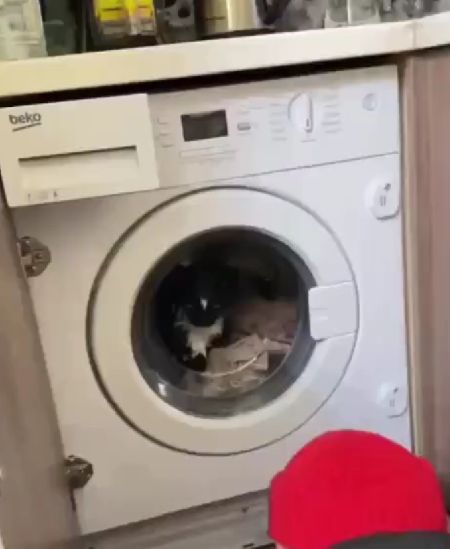 В Москве спасатели вызволили кота из заблокированной стиральной машины