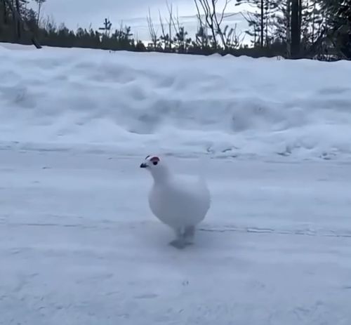 Птицы-Планетяне⁠⁠