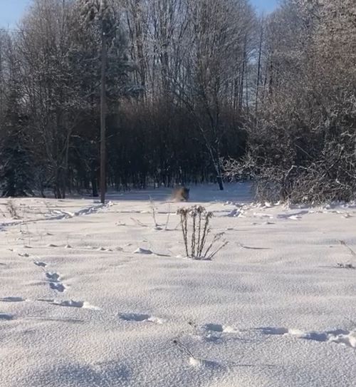 Гаврюша! Ко мне!