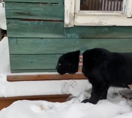 Как боится пума