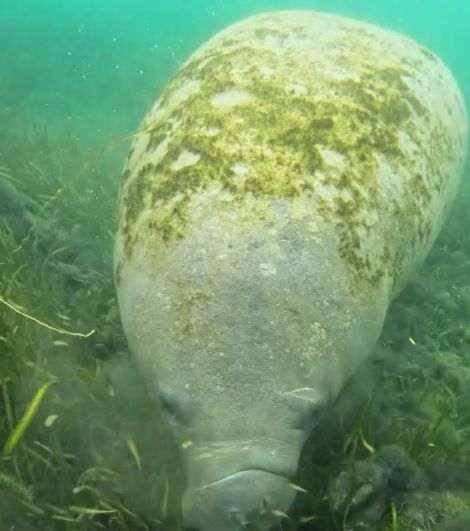 Подводная газонокосилка⁠⁠