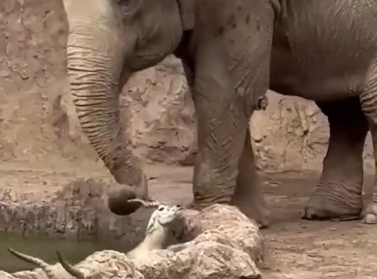 Слон спасает газель от утопления