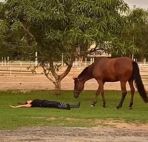 Забавная реакция животных на обморок