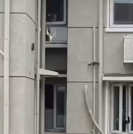 Хвостатые ямакаси⁠⁠