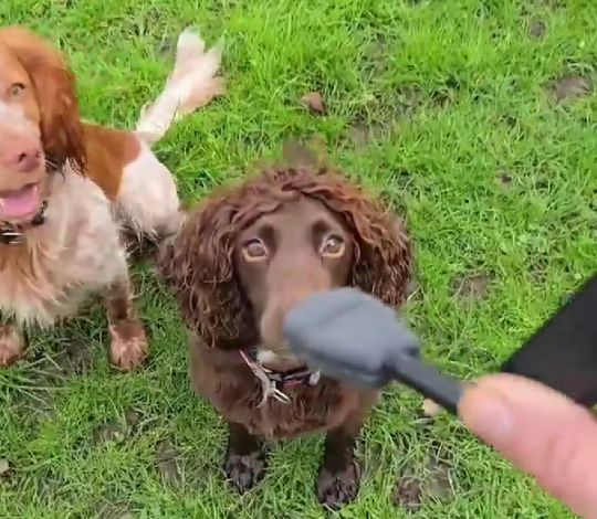 Просто бегущая собака