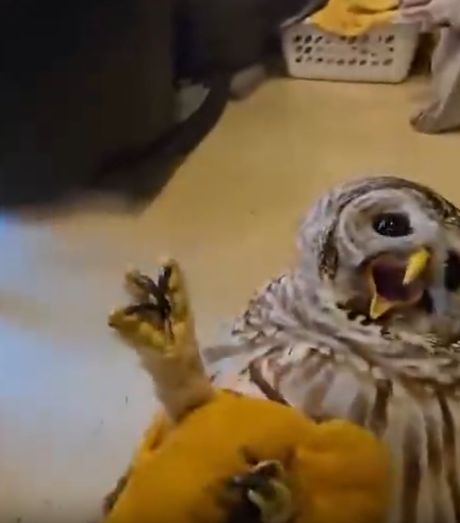 Повязали пернатого...