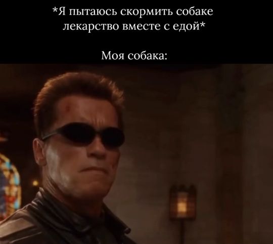 Собачники, знакомо?)