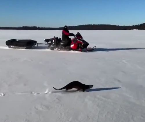 Теперь вы знаете, как выдры бегают по снегу
