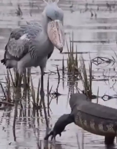 Китоглав на защите своего грезда