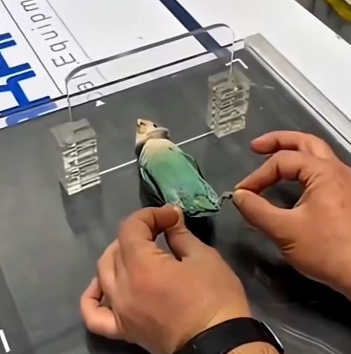 Так вот почему на МРТ большие очереди)