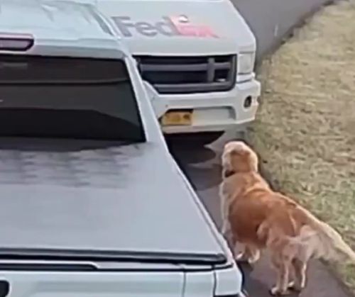 Странно, что золотистый охранник не показал, где лежат ключи от дома⁠⁠