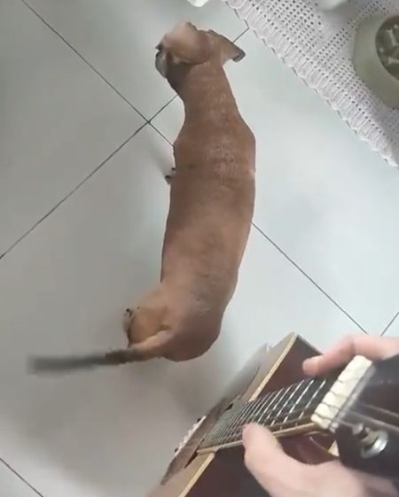 Пёс, хвост, гитара