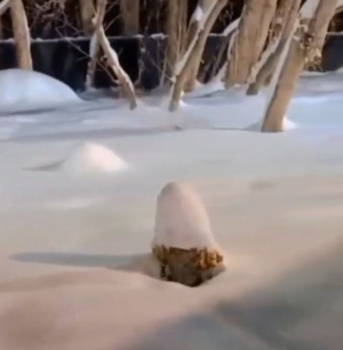 А сними типа я акула под водой