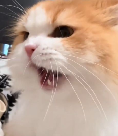 Совет как правильно капризничать⁠⁠