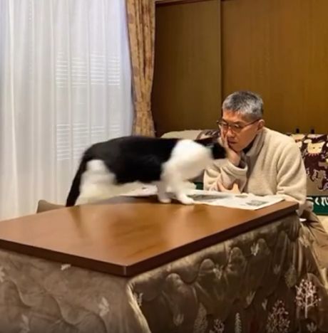 Кошатники поймут