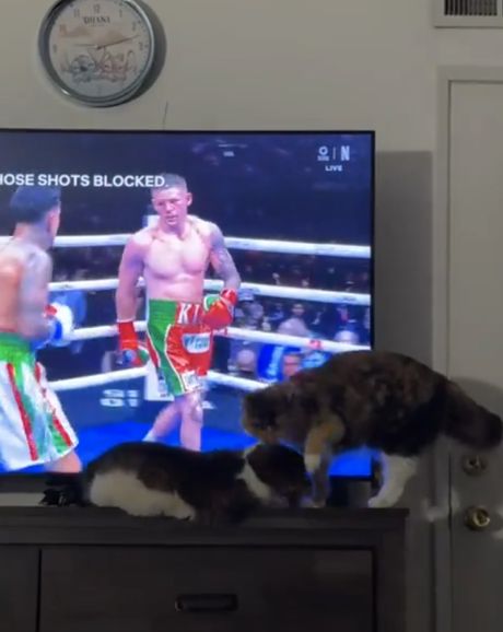 Крутой бокс не то что в телевизоре