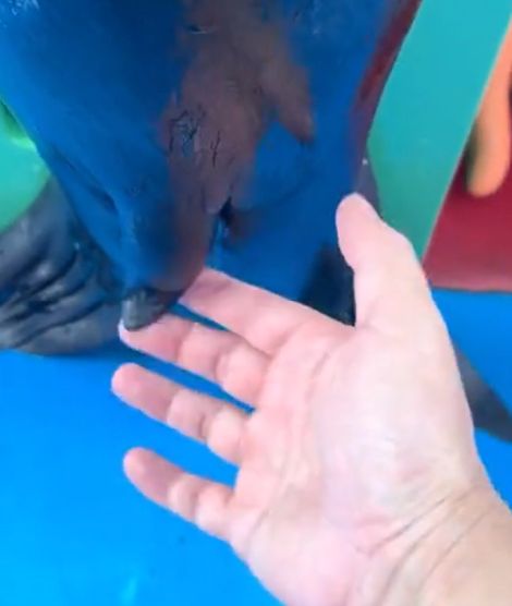 Ему не нравится, когда его трогают