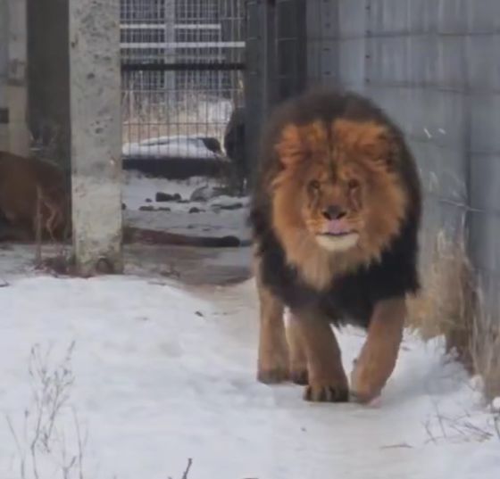 Всем котам кот)