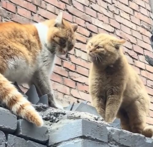 Они перебросились парой фраз