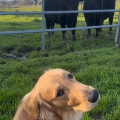 Что говорят коровки?