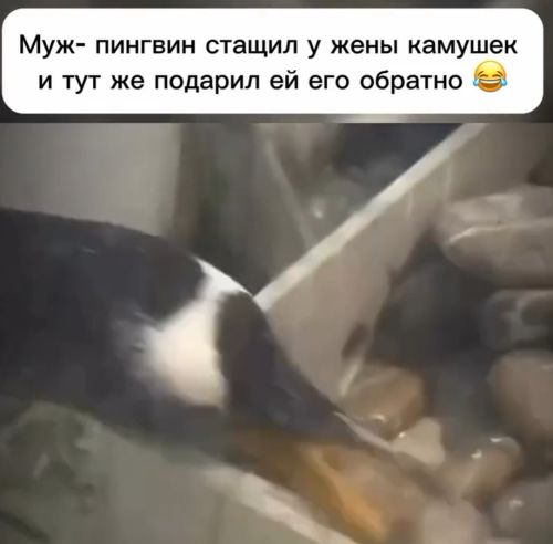 Не пойман не вор⁠⁠