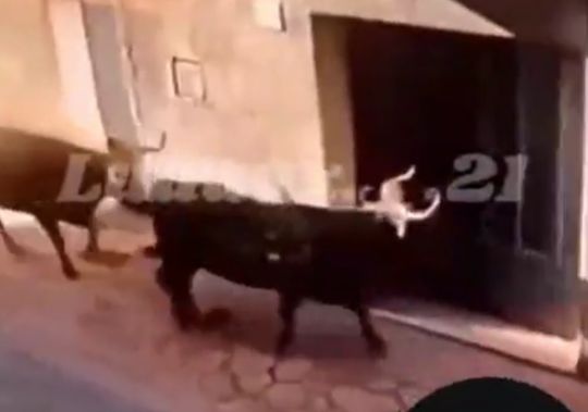 Подразни и узнай, что будет