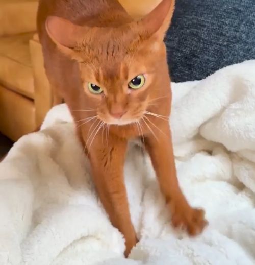 Мурчит матом