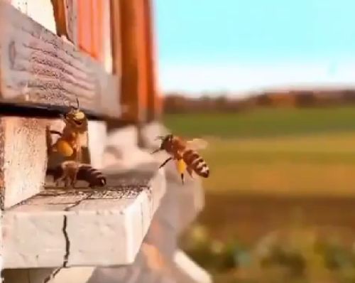 Максимальный вес груза который способна перенести медоносная пчела