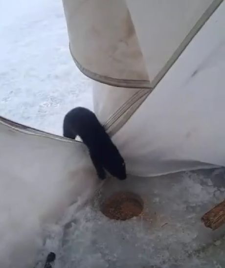 Пришел в гости⁠⁠